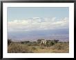 Amboseli Game Reserve And Mount Kilimanjaro, Kenya, East Africa, Africa by Storm Stanley Limited Edition Print