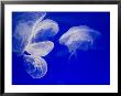 Jellyfish, Aquarium, Oceanographic Institute, Monaco-Veille, Monaco by Ethel Davies Limited Edition Pricing Art Print