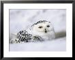 Captive Snowy Owl (Nictea Scandiaca) by Steve & Ann Toon Limited Edition Print
