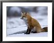 Red Fox, Vulpes Vulpes, Churchill, Manitoba, Canada by Thorsten Milse Limited Edition Print
