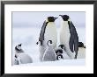 Emperor Penguins (Aptenodytes Forsteri) And Chicks, Snow Hill Island, Weddell Sea, Antarctica by Thorsten Milse Limited Edition Print
