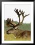 Bull Caribou, Alaska by Jim Oltersdorf Limited Edition Pricing Art Print