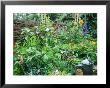 Woven Screen At Back Of Cottage Style Border Bob Purnell's Garden by Mark Bolton Limited Edition Pricing Art Print