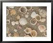 Shells On The Beach, Ko Chang, Thailand by Gavriel Jecan Limited Edition Print