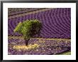 Lavender Field In High Provence, France by David Barnes Limited Edition Pricing Art Print