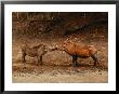 A Male And Female Warthog Rub Noses by Nicole Duplaix Limited Edition Print