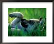 Eight-Week-Old Mexican Gray Wolf by Joel Sartore Limited Edition Pricing Art Print