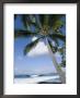 Beach At Kailua-Kona, Island Of Hawaii (Big Island), Hawaii, Usa by Ethel Davies Limited Edition Print