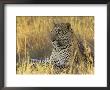 Leopard (Panthera Pardus), Masai Mara National Reserve, Kenya, East Africa, Africa by James Hager Limited Edition Print