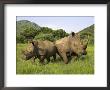 White Rhino, With Calf In Pilanesberg Game Reserve, South Africa by Steve & Ann Toon Limited Edition Print