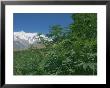 Marijuana Bushes, Near Hopar Glacier, Hunza, Pakistan by Jane Sweeney Limited Edition Print