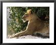 Lioness (Panthera Leo) Mara Game Reserve, Kenya by Ralph Reinhold Limited Edition Pricing Art Print
