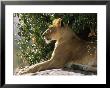 Lioness (Panthera Leo) Mara Game Reserve, Kenya by Ralph Reinhold Limited Edition Pricing Art Print