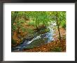 River In Autumn Woodland, Ireland by David Boag Limited Edition Pricing Art Print