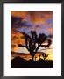 Spectacular Sunrise At Joshua Tree National Park, California, Usa by Chuck Haney Limited Edition Print