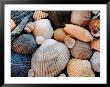 Shells On Edisto Beach, Edisto Beach State Park, South Carolina, Usa by Scott T. Smith Limited Edition Print