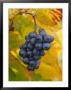 Beaujolais Red Grapes In Autumn, Burgundy, France by Lisa S. Engelbrecht Limited Edition Print