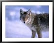 Coyote (Canis Latrans) In Winter, Yellowstone National Park, Usa by Carol Polich Limited Edition Print