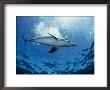 Bottlenose Dolphin, Underwater, Providenciales by Gerard Soury Limited Edition Print
