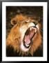 Lion Roaring In The Wild by John Dominis Limited Edition Pricing Art Print