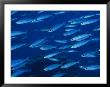 A School Of Grunts Swim In A Blue Underwater World by George Grall Limited Edition Pricing Art Print