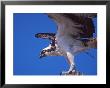 Osprey Close-Up by Charles Sleicher Limited Edition Print