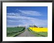 Road Running Through Canola And Wheat Fields, Grangeville, Idaho, Usa by Terry Eggers Limited Edition Print
