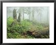 Woodland View In Fog With Ferns And Decaying Tree Trunk by Norbert Rosing Limited Edition Pricing Art Print