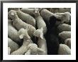 Lambs In A Pen Seen From Above by Joel Sartore Limited Edition Print