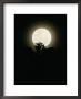 Moonrise In Parc Des Volcans by Michael Nichols Limited Edition Pricing Art Print