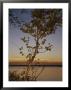 An Aspen In Fall Colors Stands In Front Of A Lake At Twilight by Raymond Gehman Limited Edition Pricing Art Print