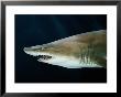 Captive Sand Tiger Shark by George Grall Limited Edition Print