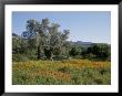 Spring Flowers And Olive Trees On Lower Troodos Slopes Near Arsos, Cyprus by Michael Short Limited Edition Print