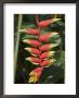 Heliconia Flower, Costa Rica, Central America by R H Productions Limited Edition Print