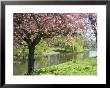 Blossom, Regents Park, London, England, United Kingdom by Ethel Davies Limited Edition Print