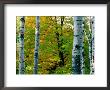 Birch Trees, Usa by Mark Newman Limited Edition Pricing Art Print