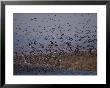 A Huge Flock Of Ducks Takes Off From A Pond by Bates Littlehales Limited Edition Print