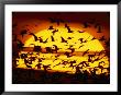 A View Of The Sun With Silhouetted Snow Geese by Joel Sartore Limited Edition Pricing Art Print