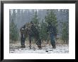 Snow Falls On An Outfitter Grazing His Tacked Horse by Annie Griffiths Belt Limited Edition Print