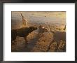 Water Drops Fly As Dogs Shake Themselves On A Beach by Stacy Gold Limited Edition Print