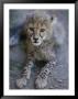 A Close View Of A Juvenile African Cheetah, Acinonyx Jubatus Jubatus by Tino Soriano Limited Edition Pricing Art Print