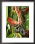 Close View Of A Boa Constrictor by Roy Toft Limited Edition Print