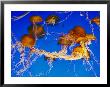 Jellyfish In The Ocean Around Costa Rica by Paul Nicklen Limited Edition Print