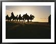 Trans-Sahara Desert Camel Expedition by Peter Carsten Limited Edition Print