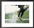 An American Bald Eagle Grabs A Fish With Its Talons by Klaus Nigge Limited Edition Pricing Art Print