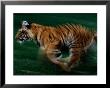 Running Tiger by Michael Nichols Limited Edition Pricing Art Print