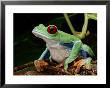 A Red-Eyed Tree Frog by George Grall Limited Edition Print
