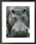 Hippopotamus by Beverly Joubert Limited Edition Print