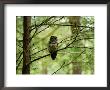 Northern Spotted Owl by James P. Blair Limited Edition Print