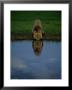 A Male Lion In His Prime Drinking From A Pool by Beverly Joubert Limited Edition Print